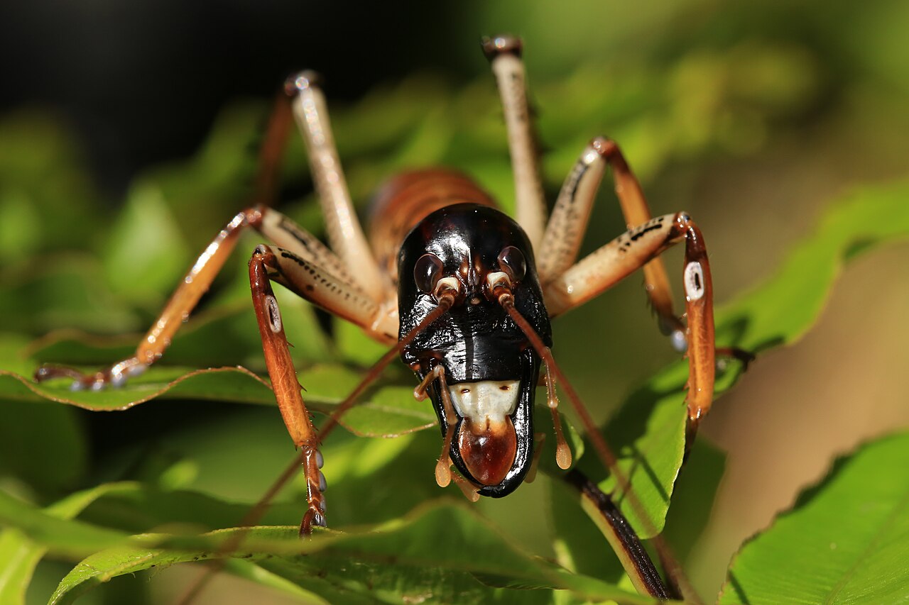 Auckland Tree Weta reference