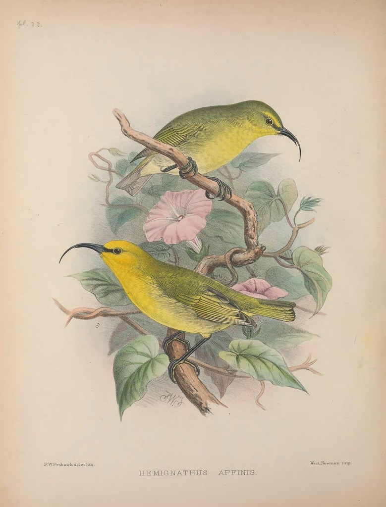 Oahu Nukupu'u reference