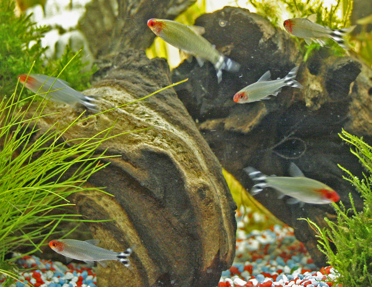 Rummy-nose Tetra reference