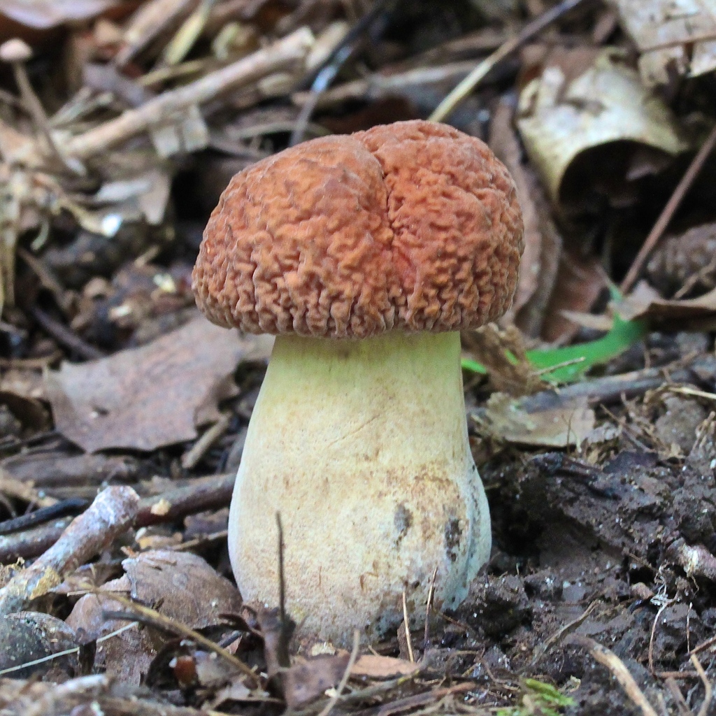 Corrugated Bolete reference