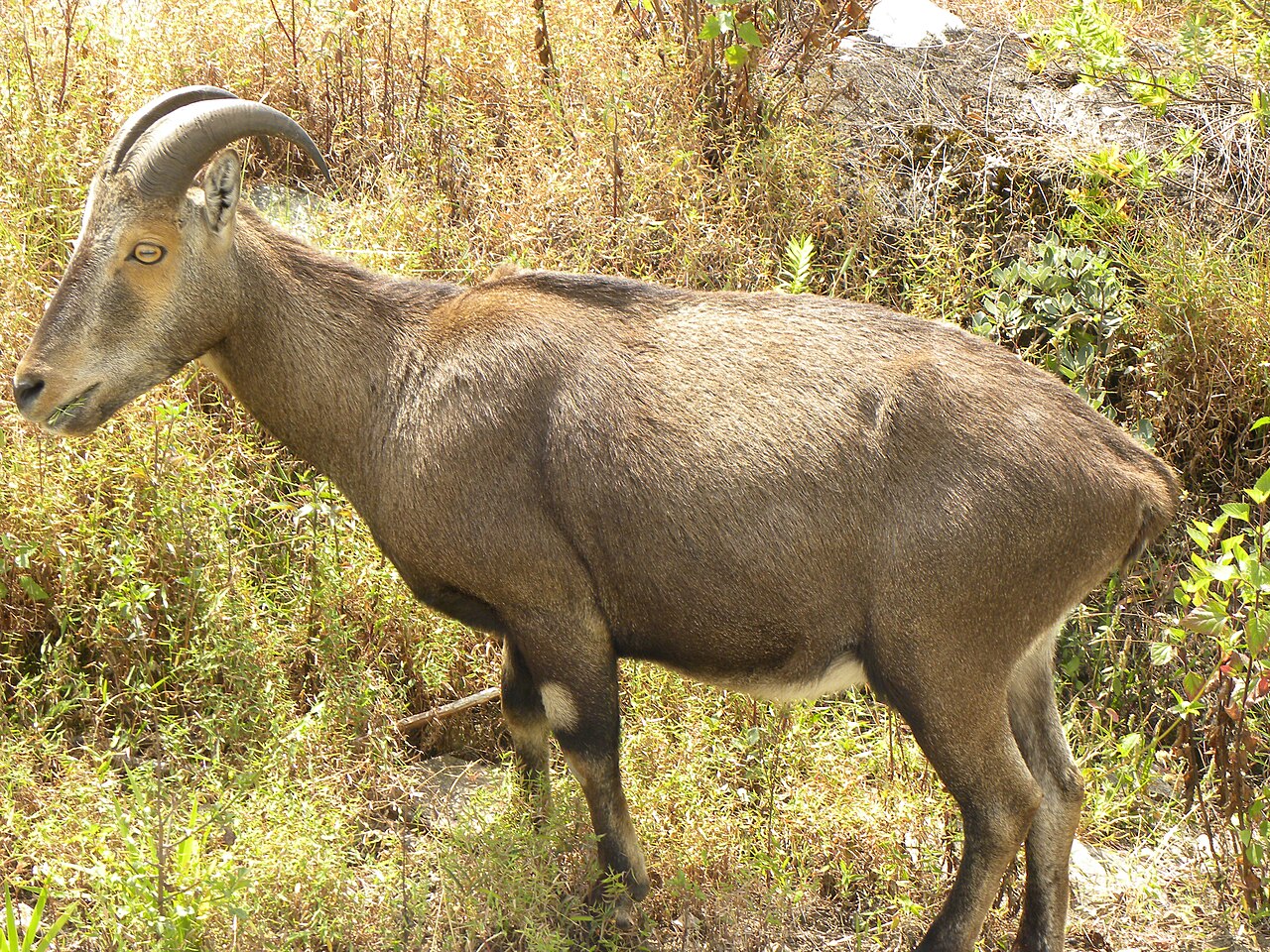 Nilgiri Tahr reference