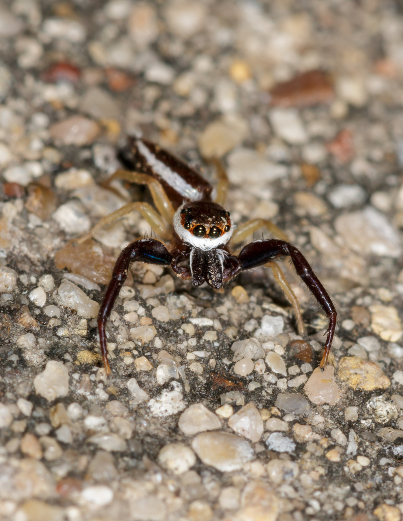 Common Hentz Jumping Spider reference
