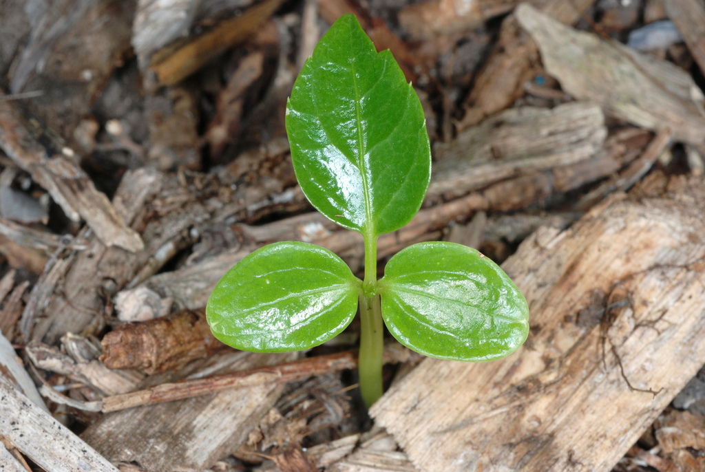 Australian Umbrella Tree reference