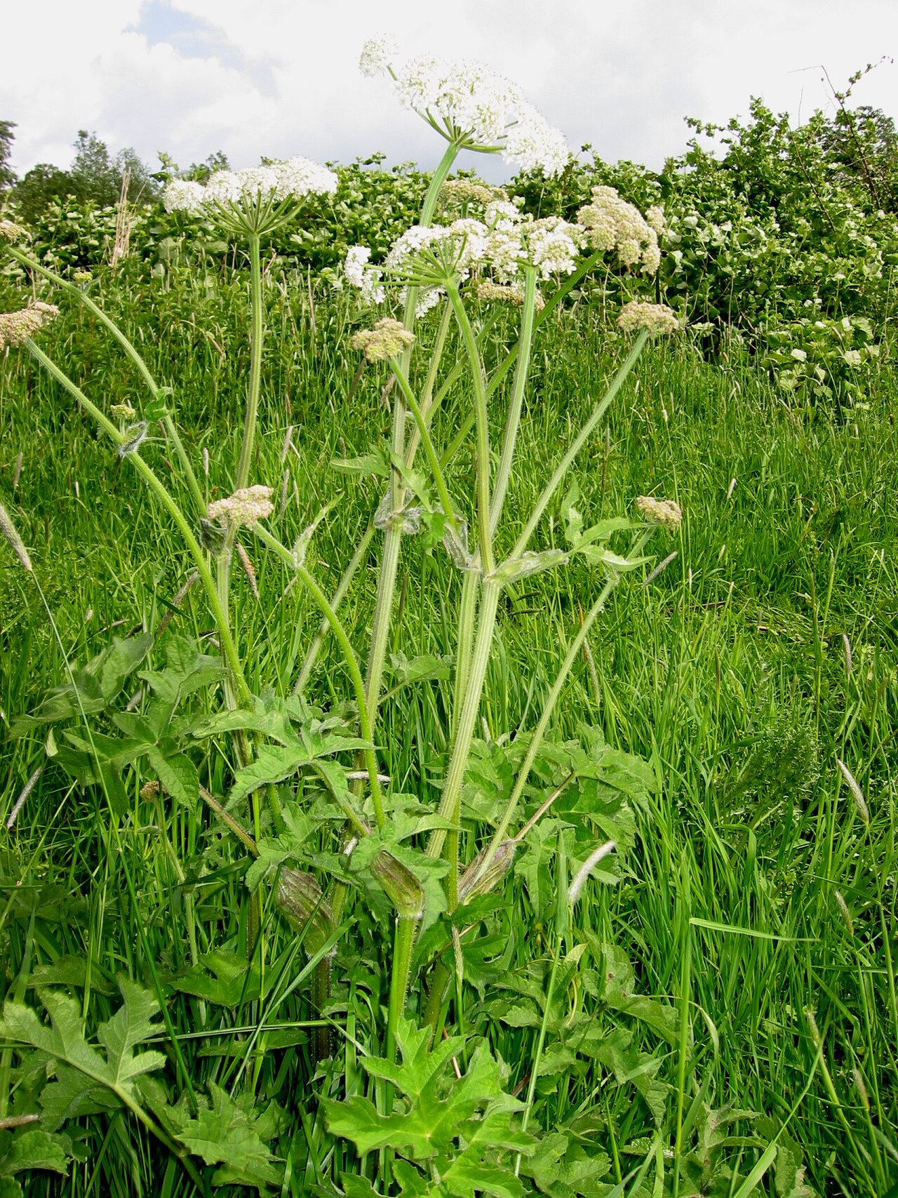 Heracleum sphondylium reference