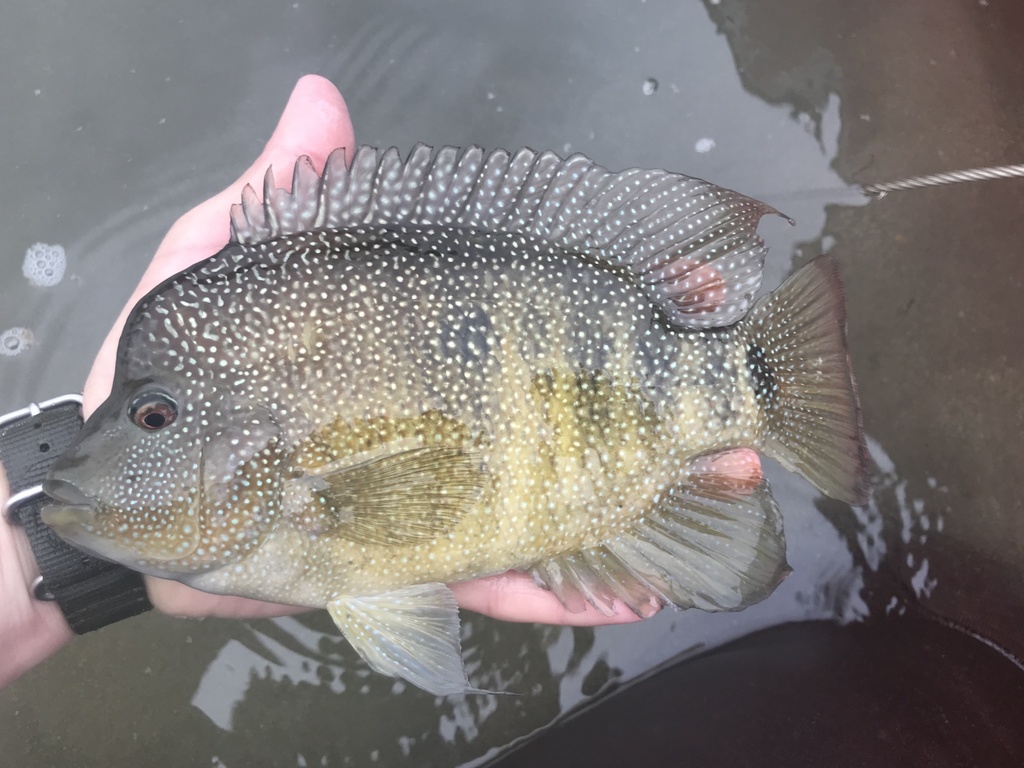 Texas Cichlid reference
