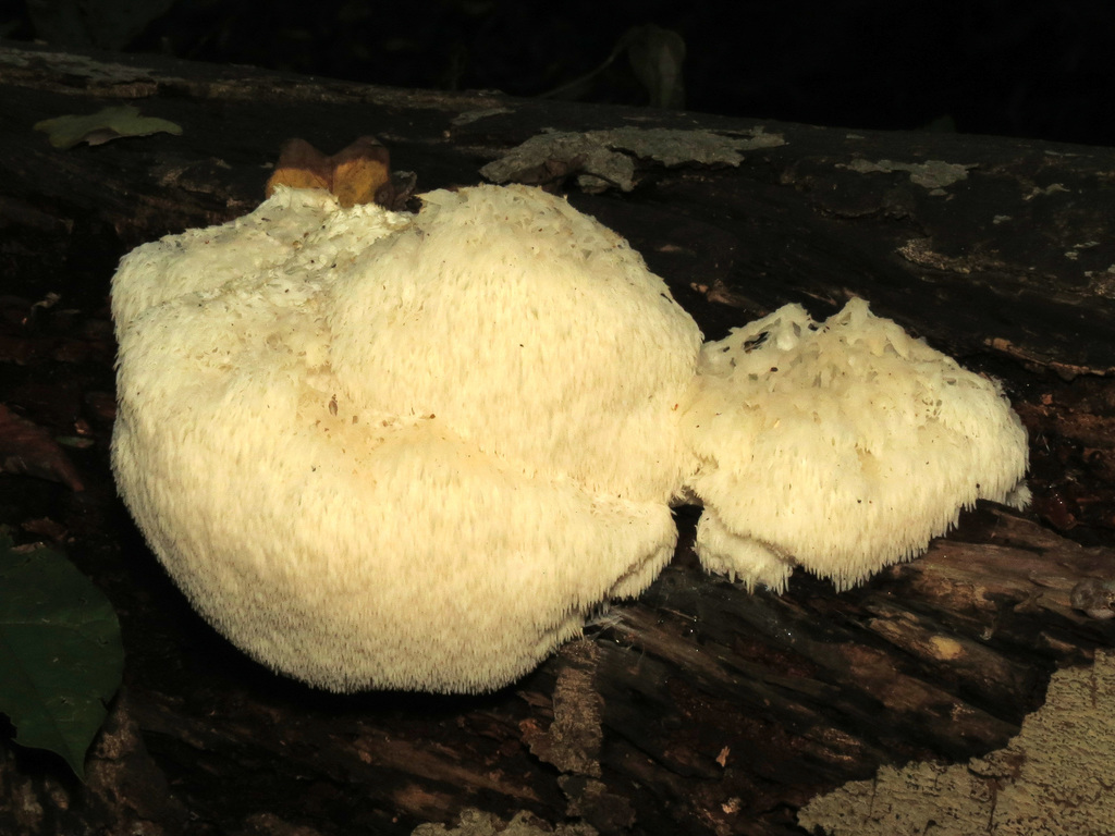 lion's-mane mushroom reference
