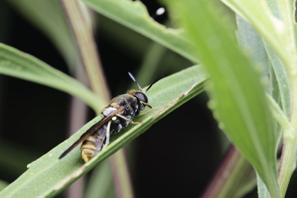 Hermetia aurata reference