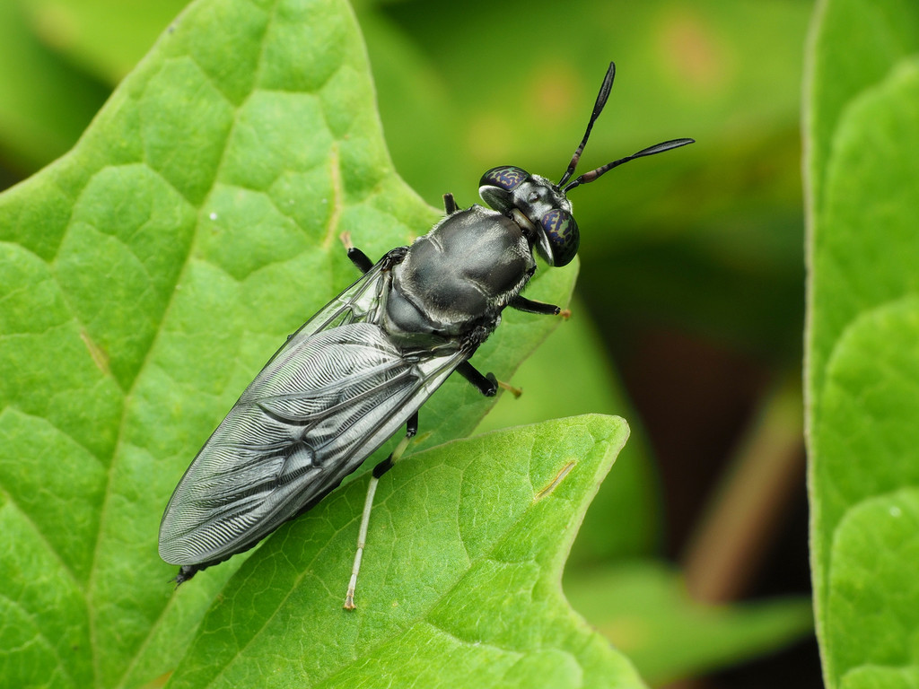 Black Soldier Fly reference