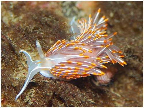 Horned Nudibranch reference