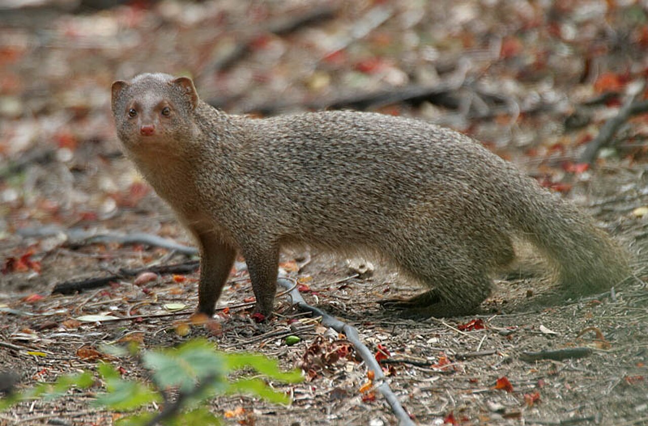 Indian Grey Mongoose reference