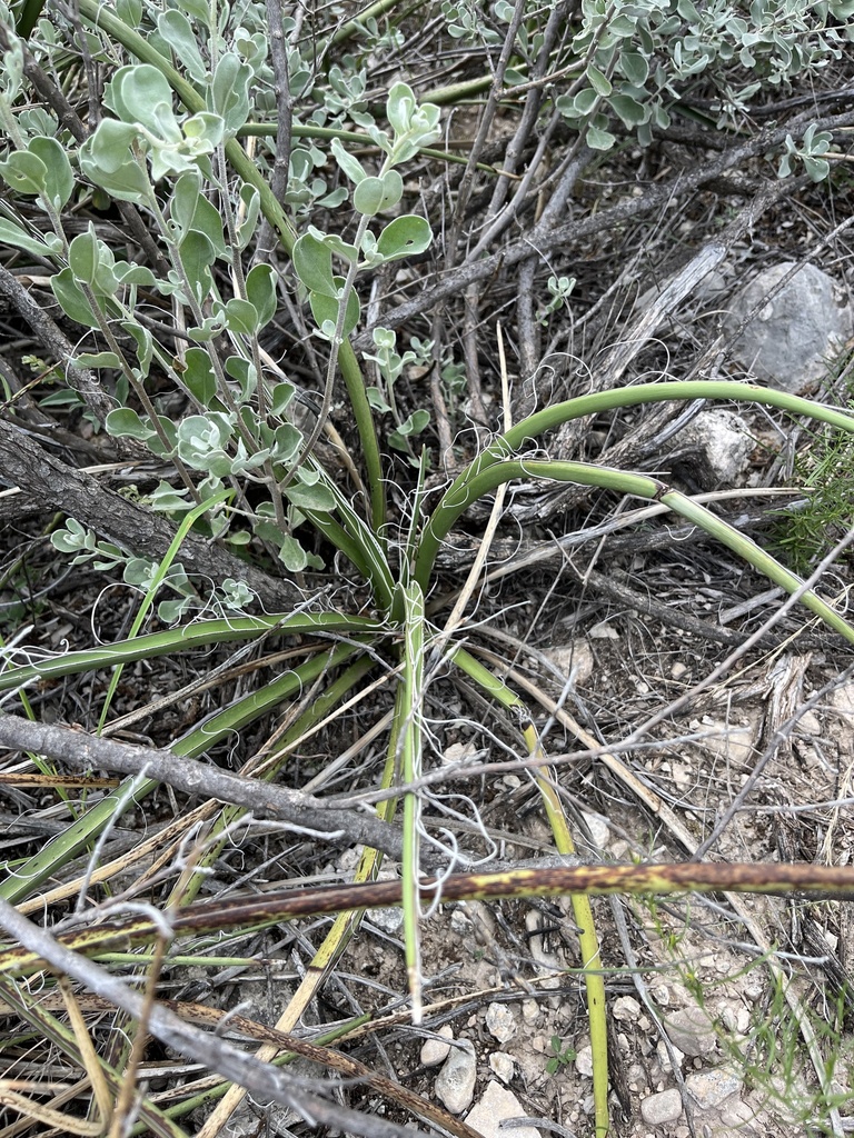 red yucca reference