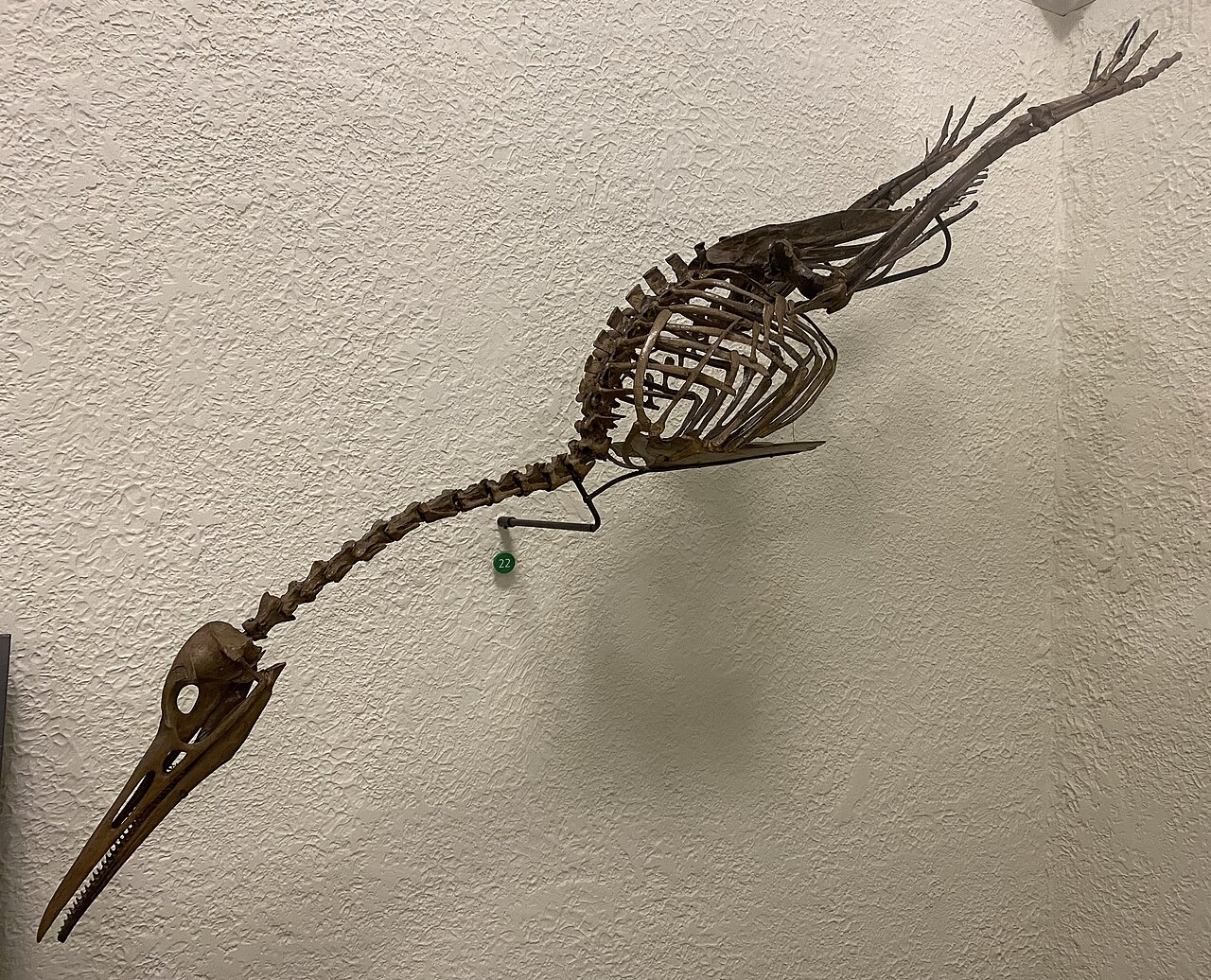 Hesperornis regalis reference