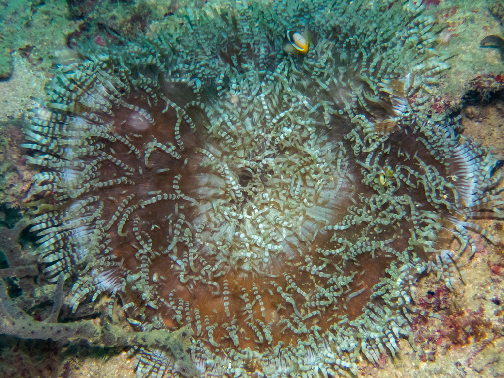 Beaded Sea Anemone reference