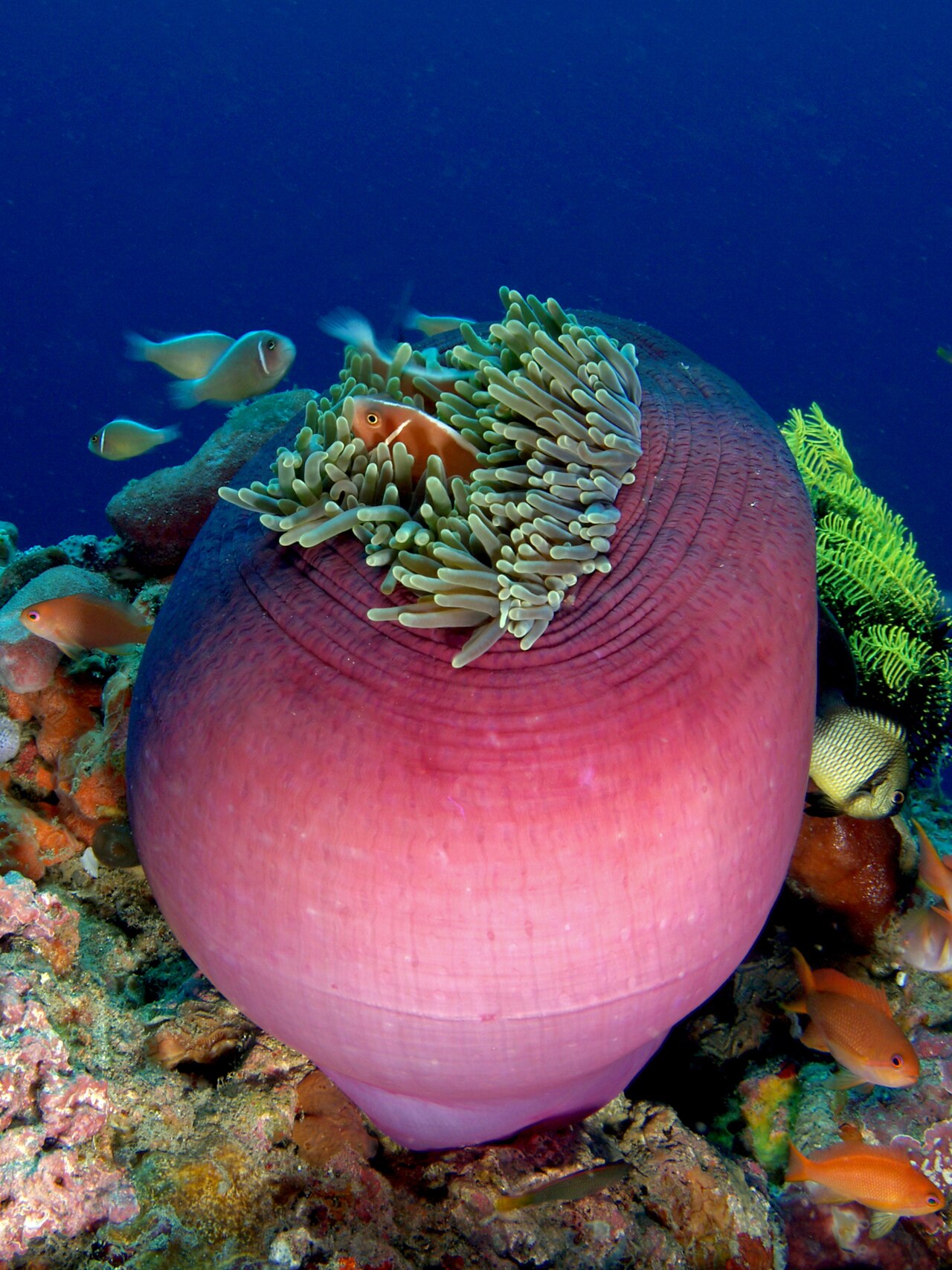 Magnificent Sea Anemone reference