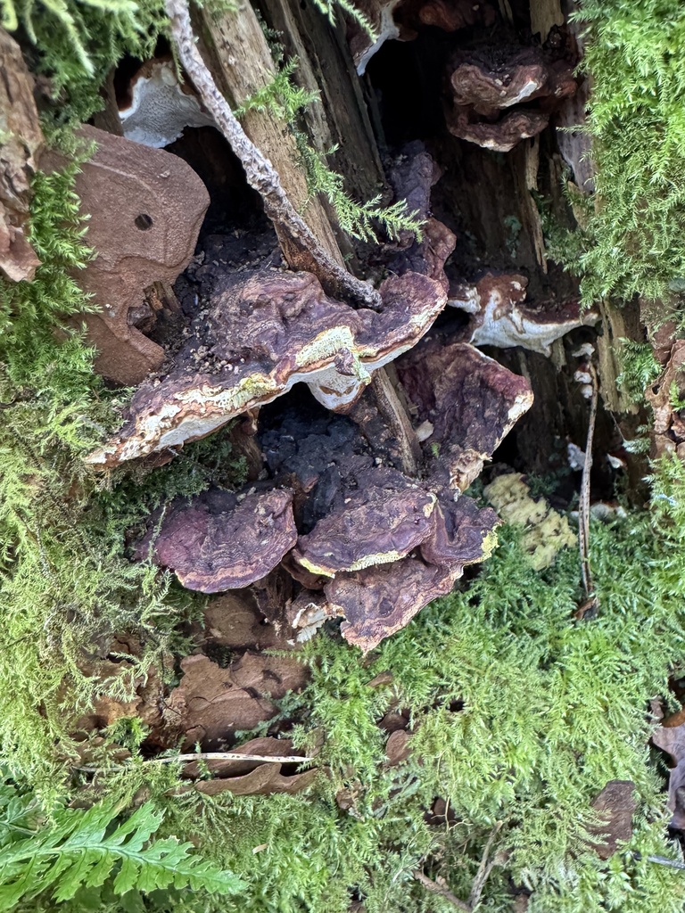 Conifer-base Polypore reference