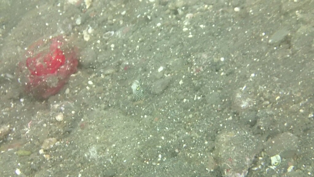 Spotted Garden Eel reference