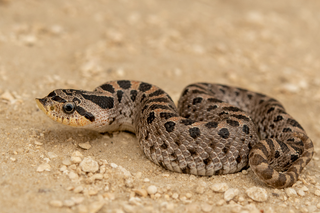 Southern Hognose Snake reference