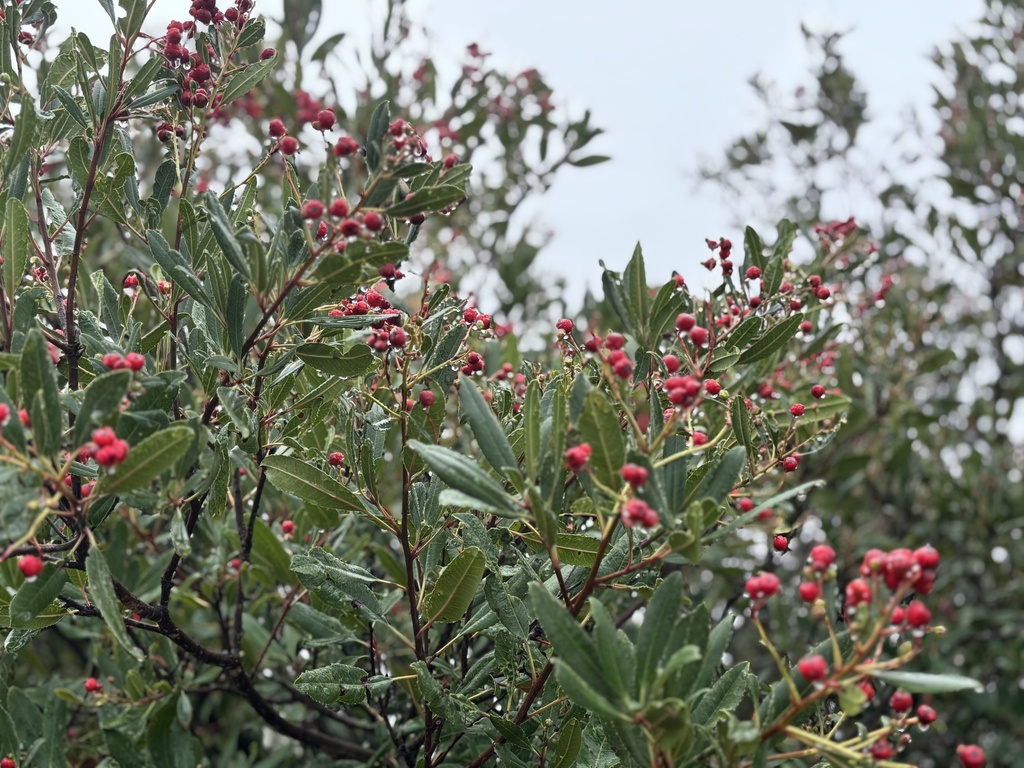 Toyon reference