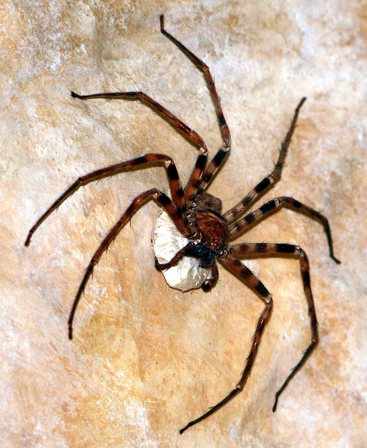 Giant Huntsman Spider reference