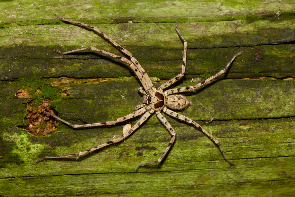 Pantropical Huntsman Spider reference