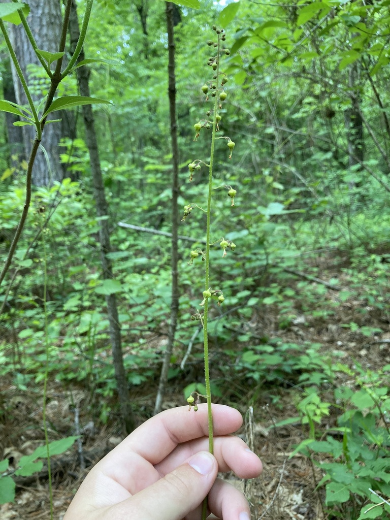 American Alumroot reference