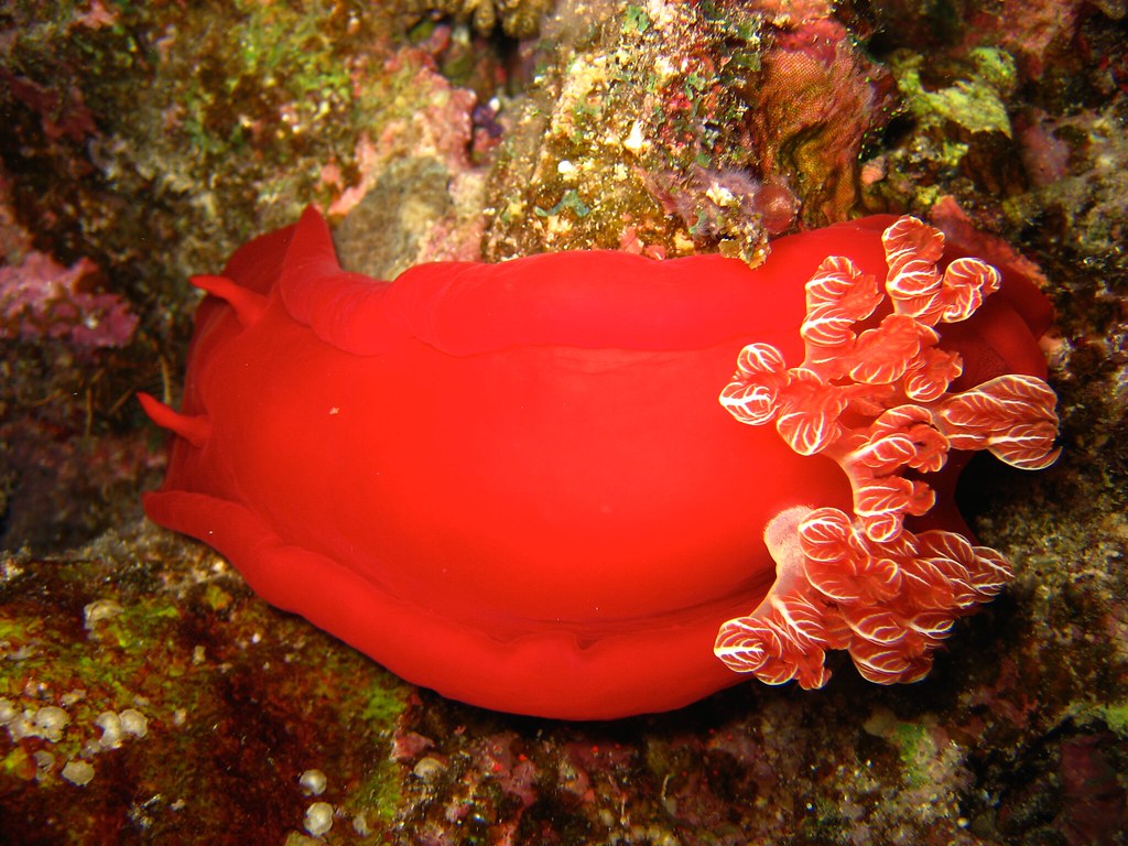 Spanish Dancer reference