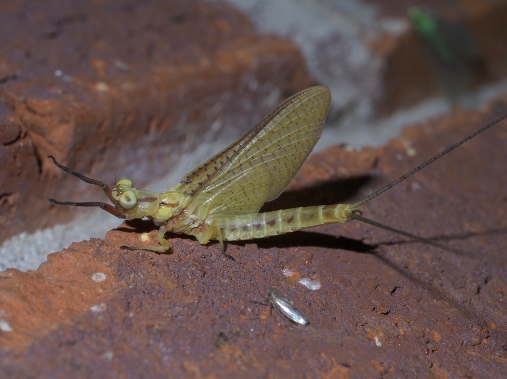 Giant Mayfly reference