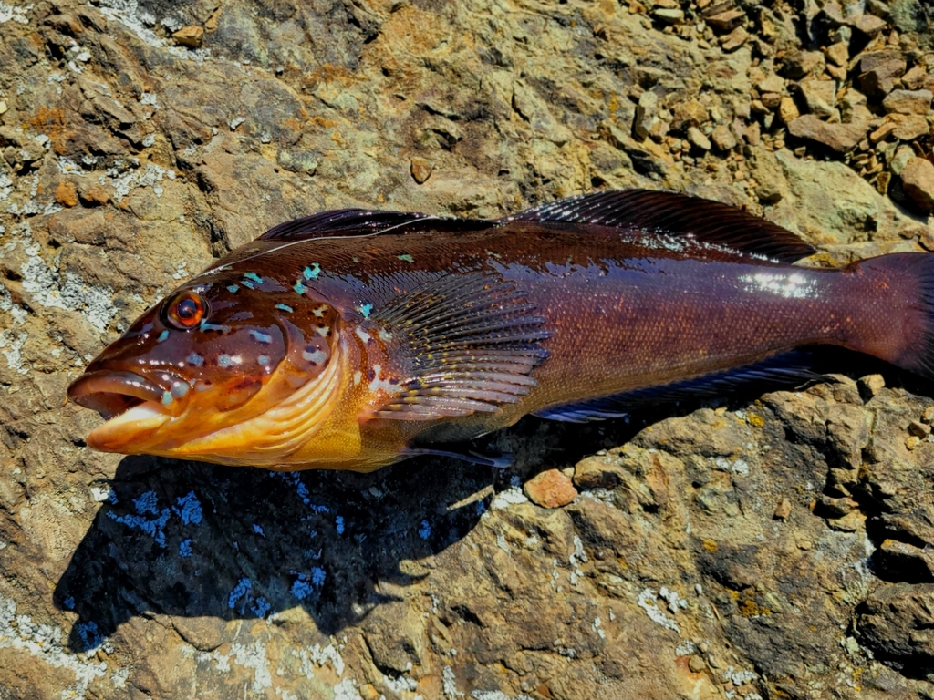 Kelp Greenling reference