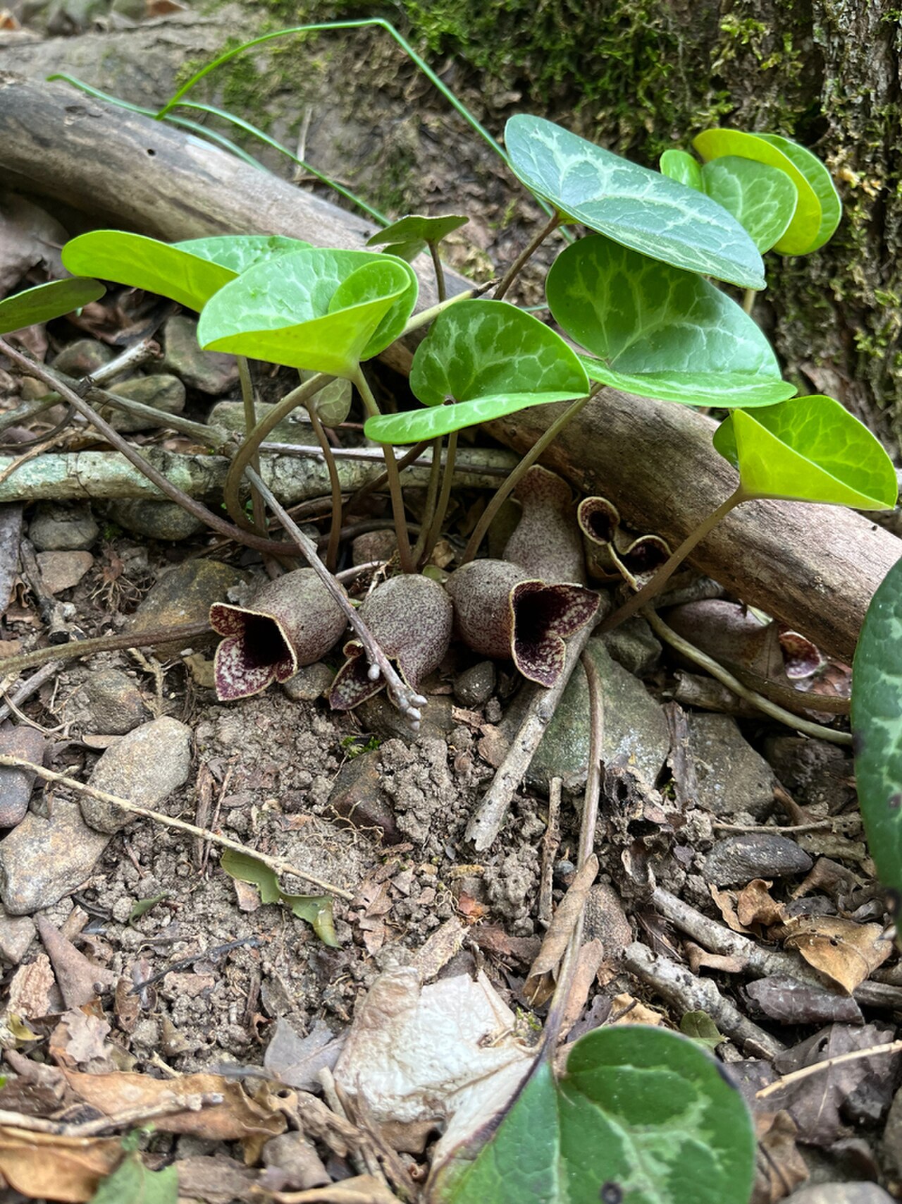 Hexastylis shuttleworthii reference