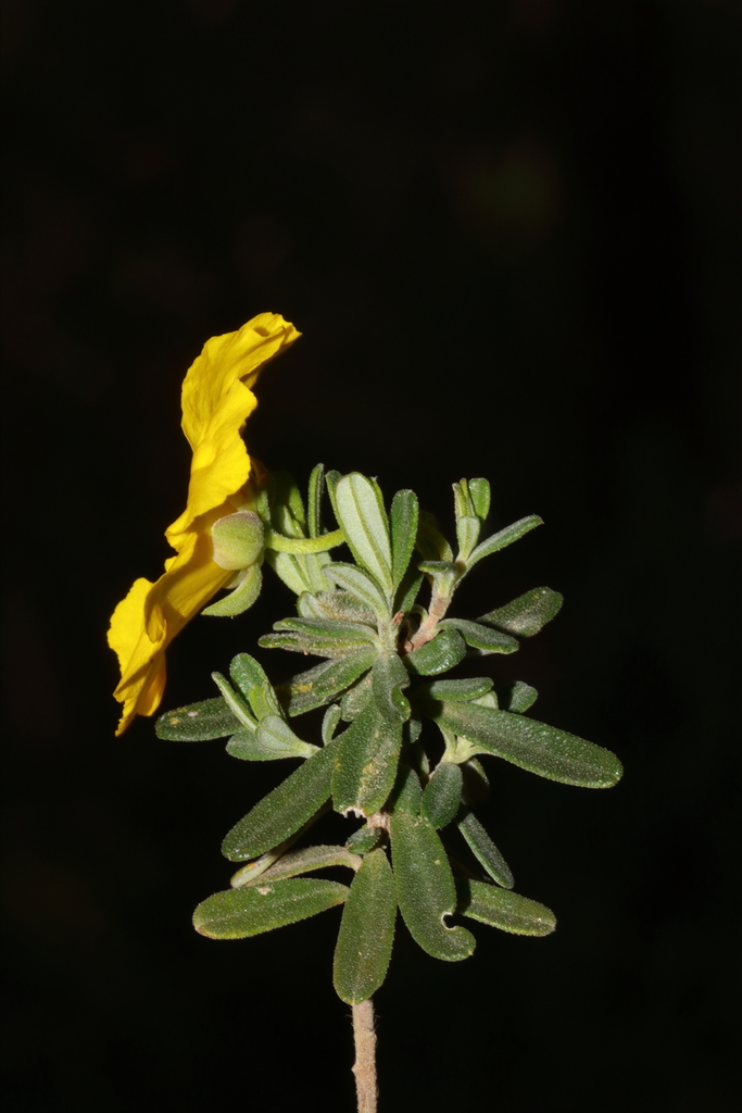 Yellow Buttercups reference