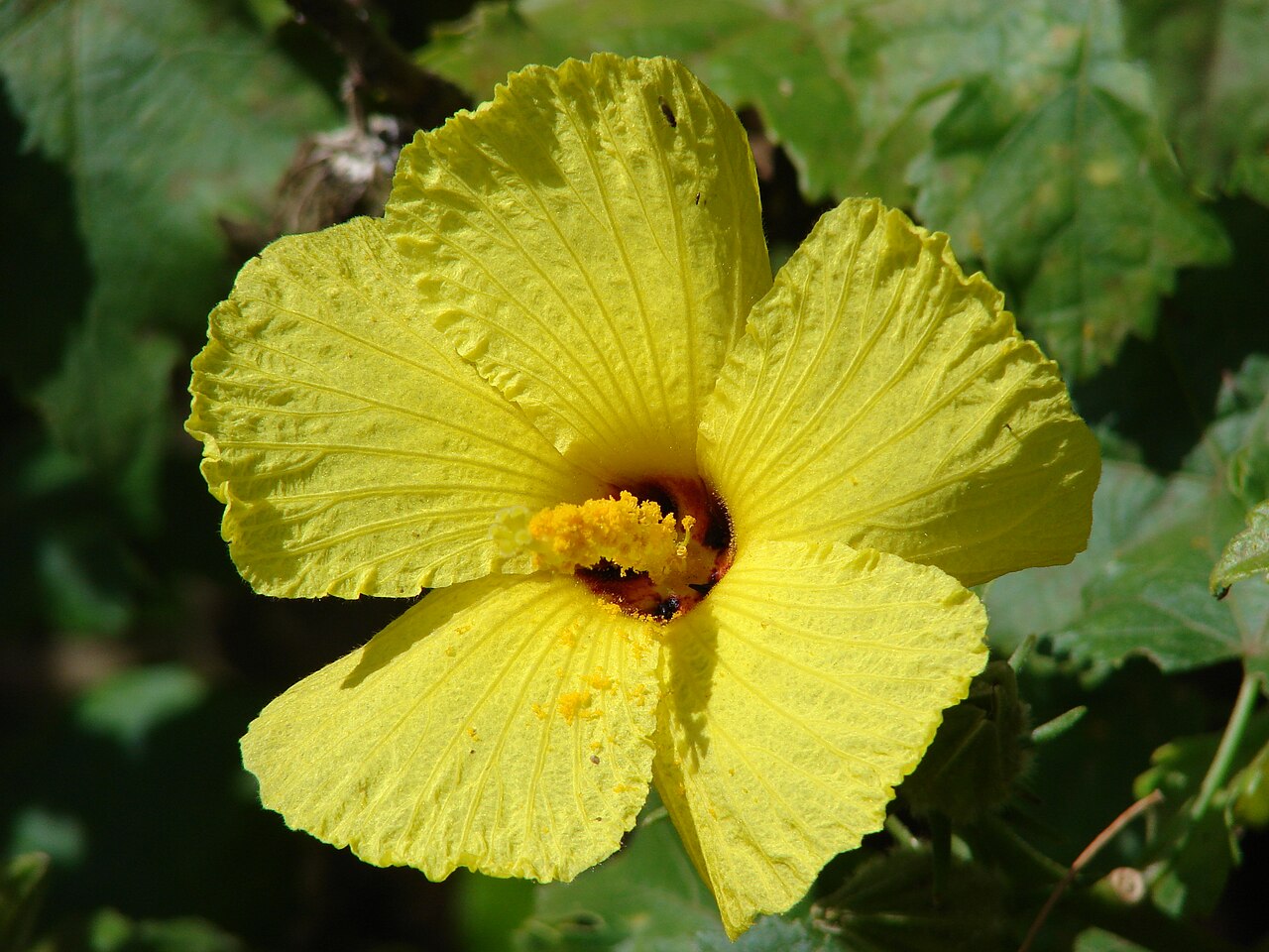 Hibiscus brackenridgei reference
