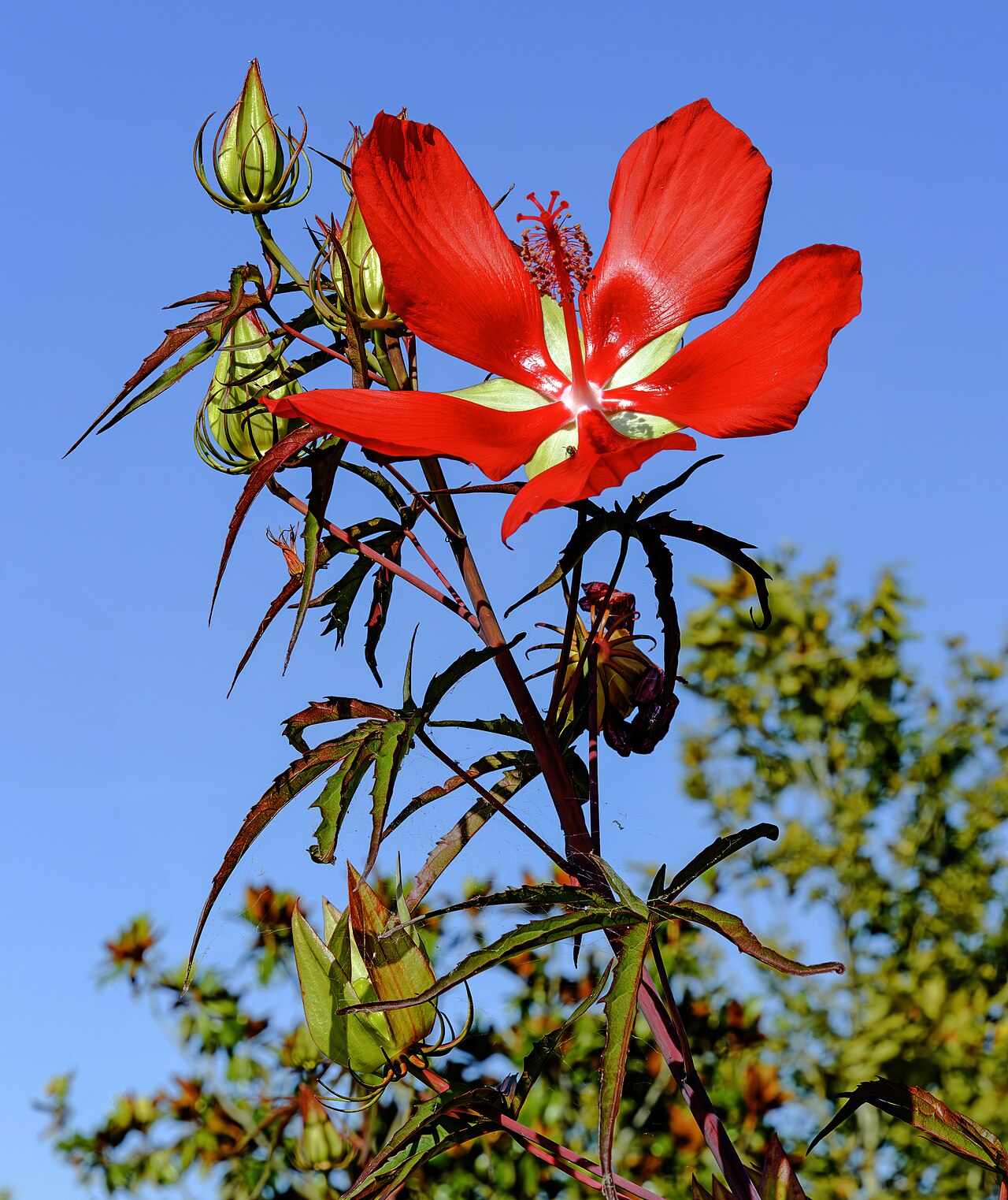 Scarlet Rosemallow reference