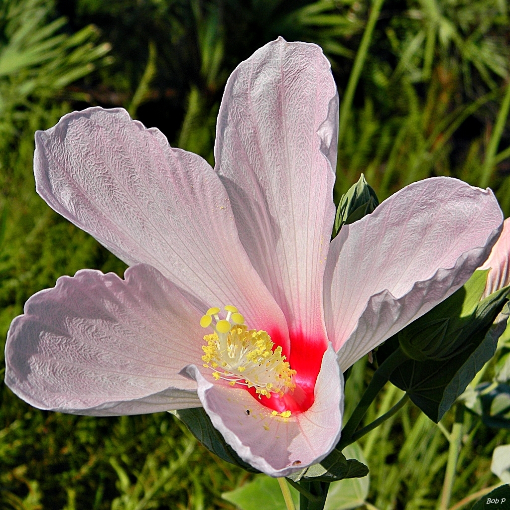 Swamp Rosemallow reference