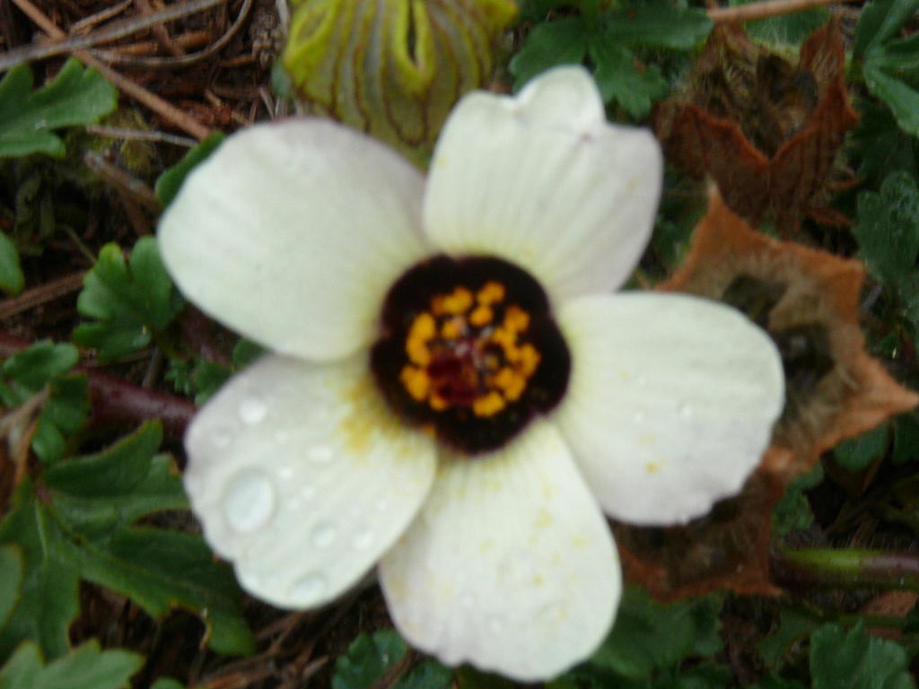 flower-of-an-hour reference