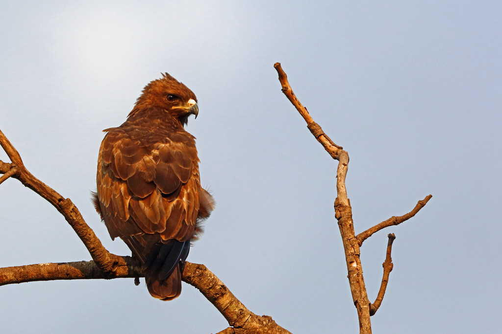 Wahlberg's Eagle reference