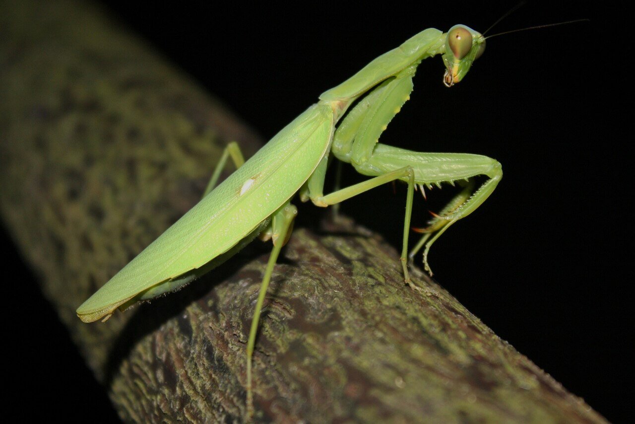 Giant Asian Mantis reference