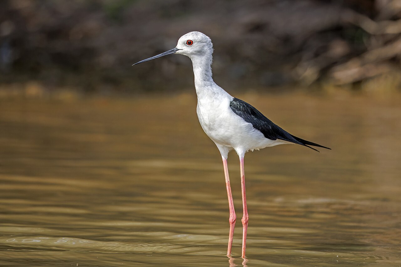 Black-winged Stilt reference