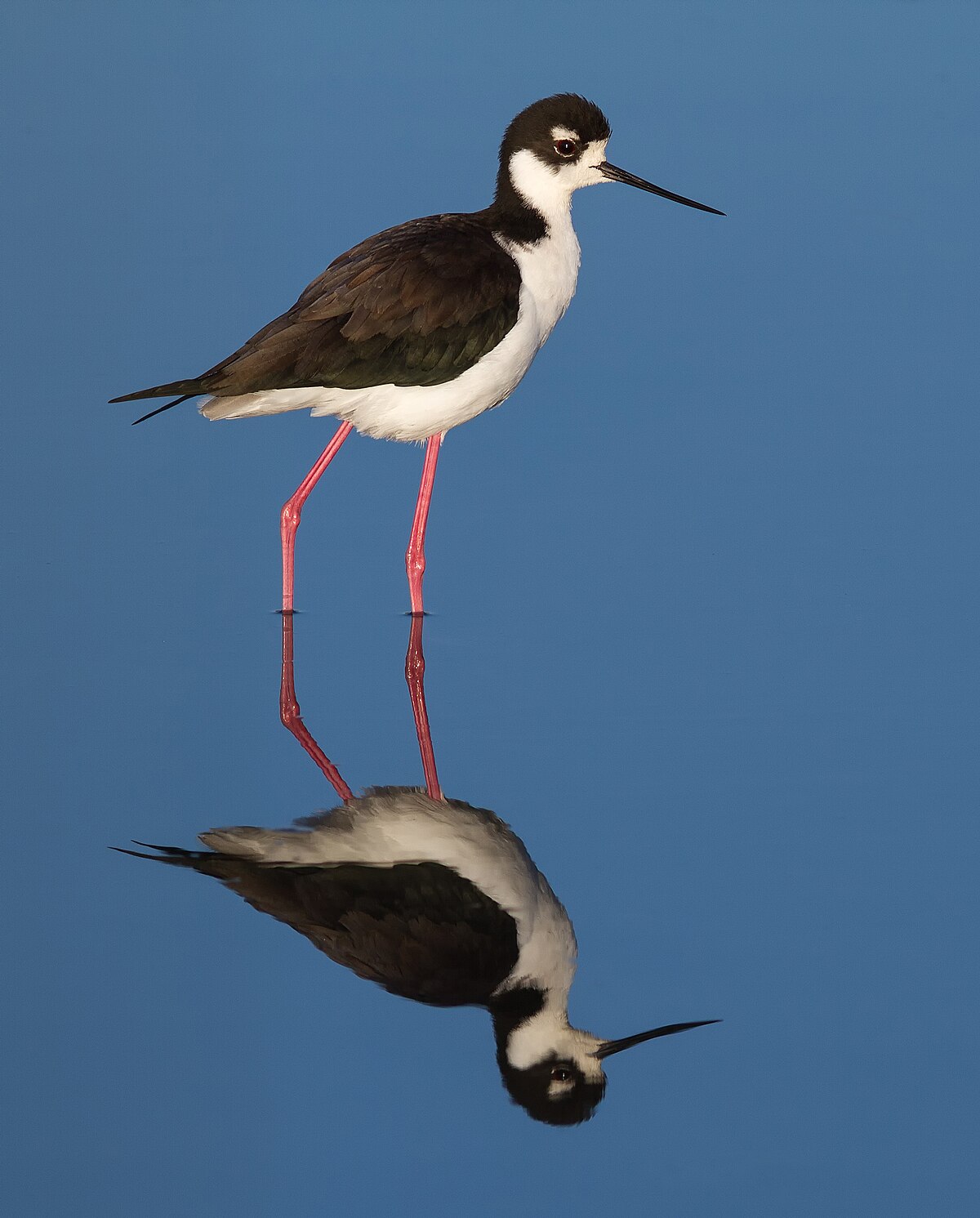 Black-necked Stilt reference