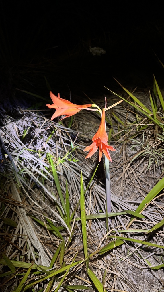 Striped Barbados Lily reference
