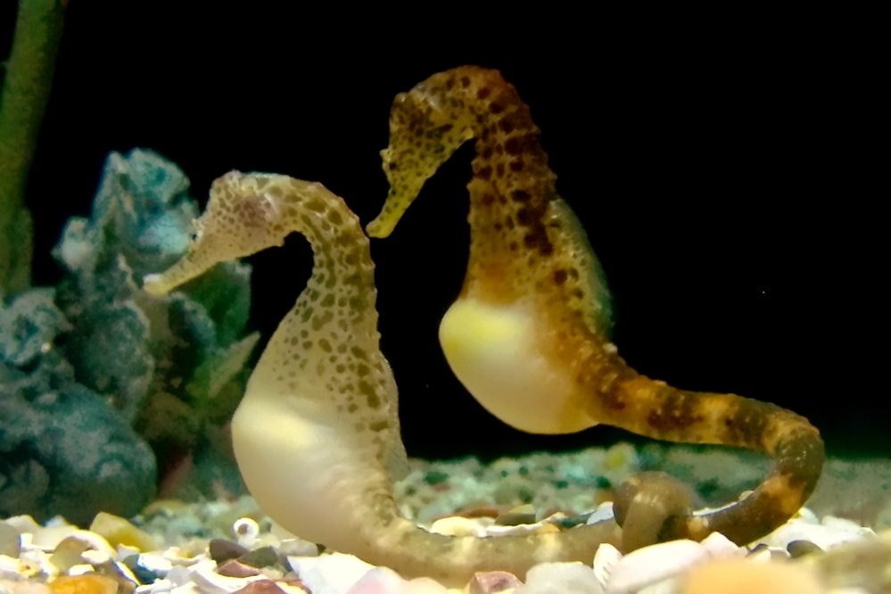 Big-belly Seahorse reference