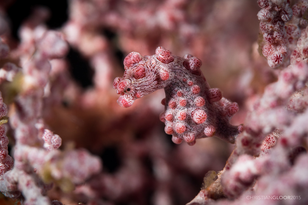 Pygmy Seahorse reference