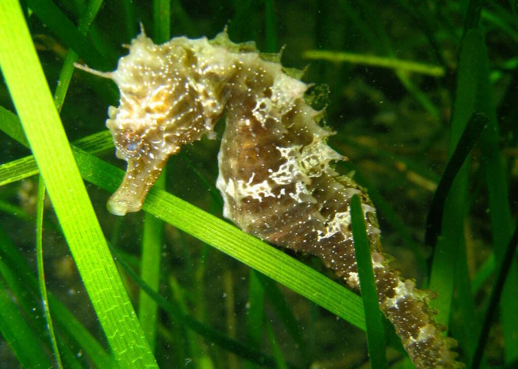 Long-snouted Seahorse reference