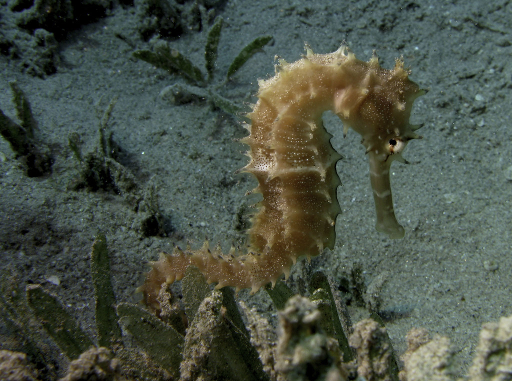 Thorny Seahorse reference