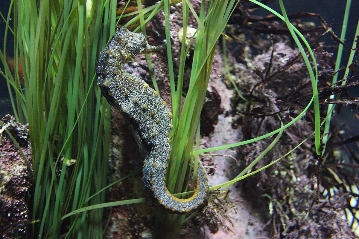 Pacific Seahorse reference
