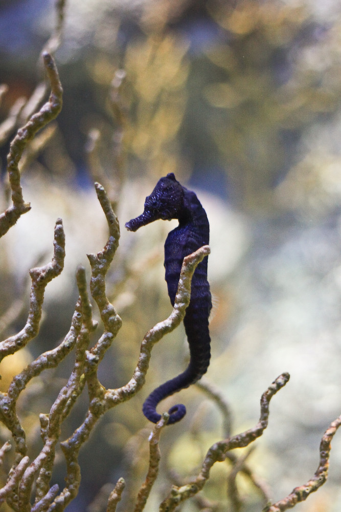 Common Seahorse reference