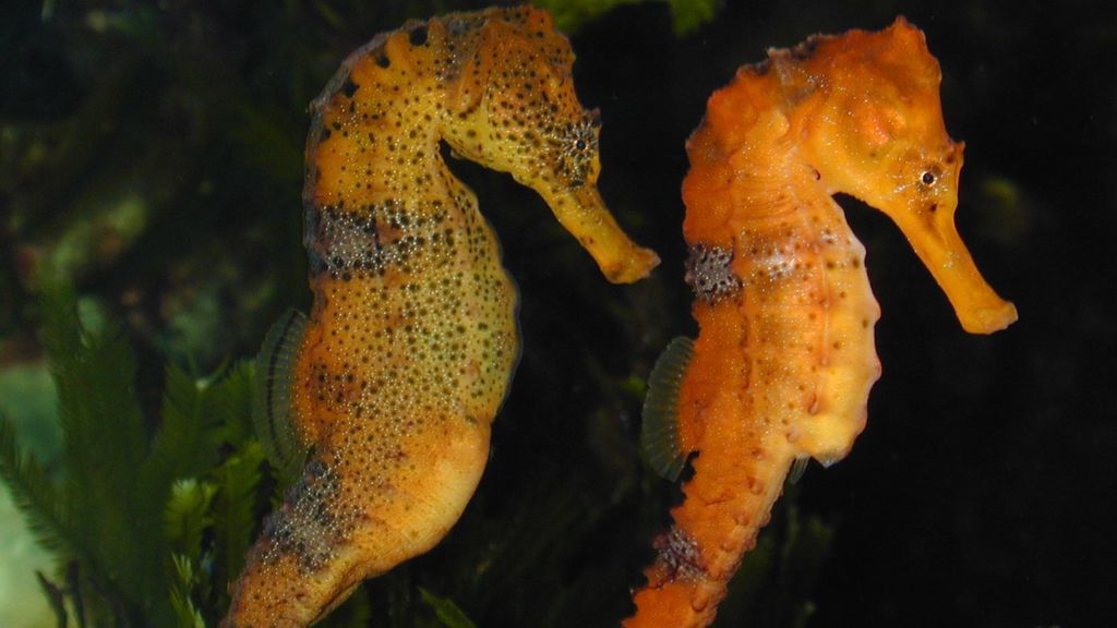 Longsnout Seahorse reference