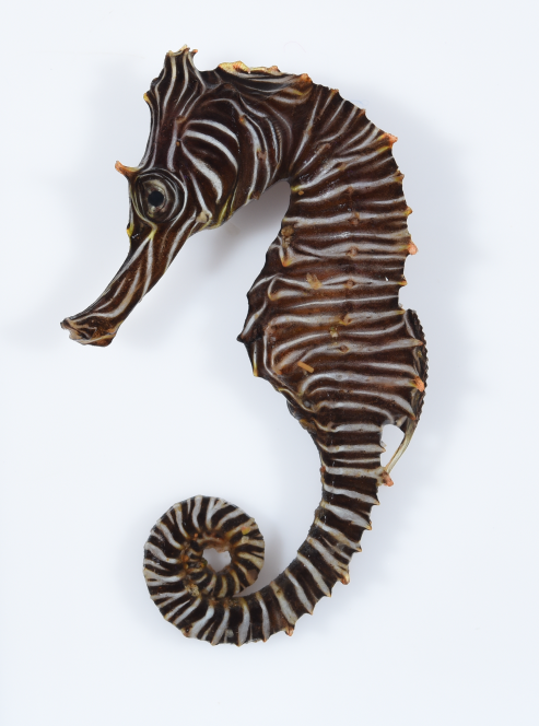 Zebra Seahorse reference