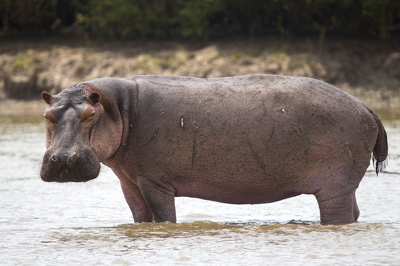 Common Hippopotamus reference