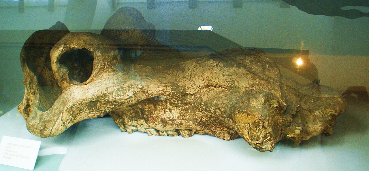 Giant Lacustrine Hippopotamus reference