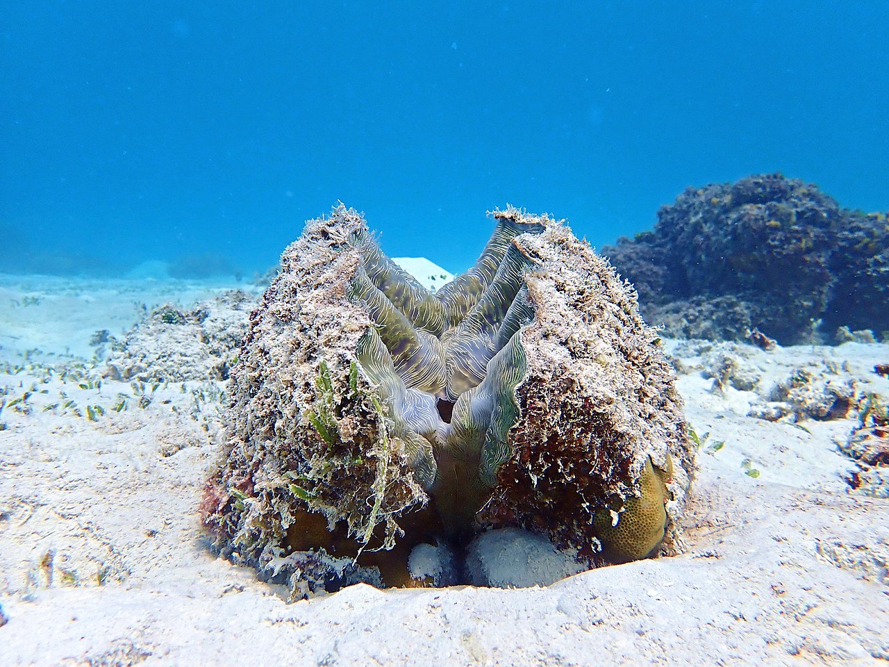 Bear Paw Clam reference